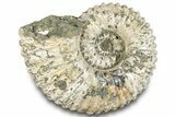 Bumpy Ammonite (Douvilleiceras) Fossil - Madagascar #289095-1